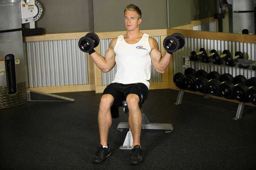 Seated Dumbbell Inner Biceps Curl variant 2